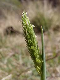Image result for Phalaris