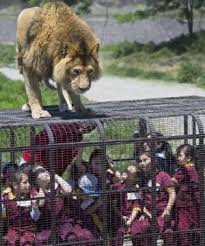 Ranthambore national park is one of the most famous and visited national parks located in state of rajasthan in india and is known for best tiger sightings in india. Turning Tables Chile Zoo Rescues Animals Cages Visitors