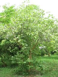 Image result for Premna velutina