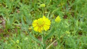 Likes sun and as the name indicates, wet areas. Virginia Sneezeweed Helenium Virginicum Virginia Native Plant Society