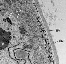 All epithelium and endothelium is in direct association with bms. Basement Membrane An Overview Sciencedirect Topics