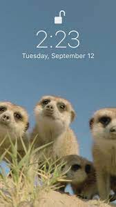 Cute Live Wallpaper Video Funny Phone Wallpaper Funny Iphone Wallpaper Dont Touch My Phone Wallpapers