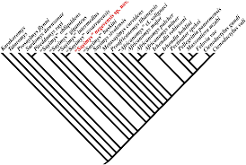 Four cups of wine, three pieces of matzah, and a happy seder plate! Plos One A Transitional Gundi Rodentia Ctenodactylidae From The Miocene Of Israel