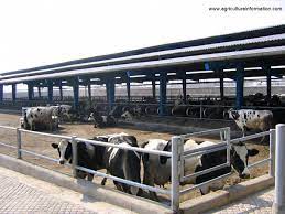 We did not find results for: Aneka Jenis Konstruksi Bangunan Kandang Sesuai Kondisi Fisiologis Sapi Dunia Sapi
