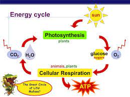 The word equation for aerobic respiration is the first stages of respiration occur in the cytoplasm of plant and animal cells, but most of the anaerobic respiration. Biology Ch 4 Test Review Energy In A Cell Quiz Quizizz