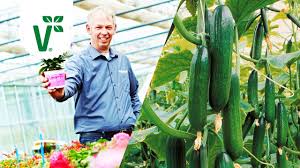 Wann die gurken an ihrer pflanze reif sind, ist von verschiedenen faktoren abhängig. Wann Sollte Man Gurken Ernten Woran Erkennt Man Reife Gurken Volkers Gartenwissen Youtube