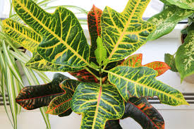 Dekorart deko blumen pflanzen pflege und service. Croton Kroton Pflanze Codiaeum Variegatum Pflege Gartenlexikon De