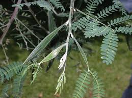 Image result for Acacia haematoxylon