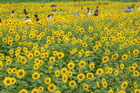 Musim panas di jepang akan dimulai pada bulan juni dan berakhir pada bulan agustus. Main Ke Zama Sunflower Festival Saat Liburan Musim Panas Di Jepang