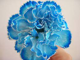 Dyed Carnation Blue Dye Blue Carnations Carnation Flower Carnations