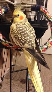 Cinnamon Pearl Cockatiel Sunshine Budgies Bird Pet Birds Cockatiel