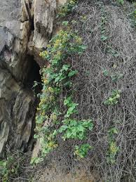 Image result for Senecio deltoideus