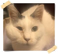 びわの葉こんにゃく温湿布が猫の腎不全に良いってｓｎｓ上で見つけた 老猫はなの17歳からの記録