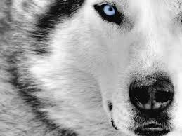 Jarman Safed Dog The dog is one of the two common pets in adopt me! jarman safed dog