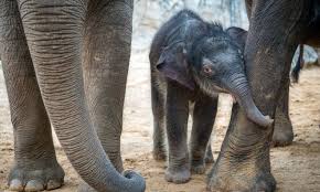 Maybe you would like to learn more about one of these? Our 2020 Successes The Houston Zoo
