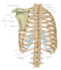 Medical human chest skeletal bone structure model. The Bones Of The Thorax The Rib Cage Anatomy Bones Skeletal System Anatomy Abdominal Muscles Anatomy