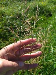 Image result for Agrostis quinqueseta