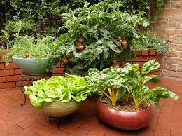 They're compact, thrive in small spaces (like greenhouses and patios), and produce high yields. 22 Stunning Container Vegetable Garden Design Ideas Tips