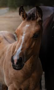 Image result for Light Buckskin 1990 Colt