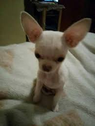The most common chihuahua mini material is metal. Chihuahua Mini Home Facebook