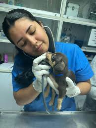 Maria and Nancy are excellent vets and will come to your house. Maria  speaks English also. Very kind and gentle. Great diagnostic skills.