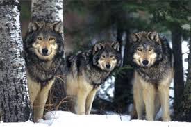 She is obsessed with proving to herself that she can make anything vegan. Wolves 3 Wolves Poster Plakat Kaufen Bei Europosters