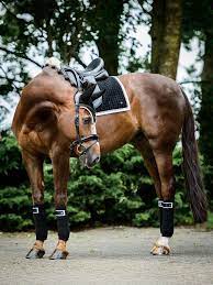 pin von horse breeds martina fabrizi auf horses pferde portrait blau