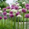 Growing plants not suited to your region's climate is sometimes possible, but it is. Https Encrypted Tbn0 Gstatic Com Images Q Tbn And9gctfovnflzzmrafhadejkq Iar8qiwo6t3bdvz4l11 1w0caqbpo Usqp Cau