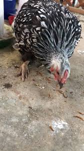 Werkzeug und baumaterial für profis und heimwerker. Made Splint For Chickens Broken Foot Backyard Chickens Learn How To Raise Chickens