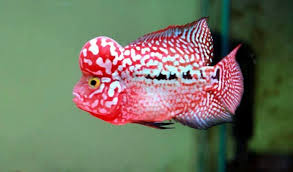Flowerhorn Cichlid Fish Basics Flowerhorn Care For Beginners