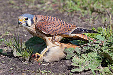 Cernicalo är en kulle i chile. Falco Sparverius Wikipedia La Enciclopedia Libre
