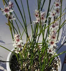 Image result for Wurmbea