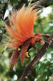 Emblem Papua New Guinea Bird Of Paradise Pin On Birds Of Paradise Bird Of Paradise 14 Genera 41 Species