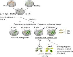 Magnesium sulfate heptahydrate is an odorless, colorless to white solid in crystalline form. Biological And Chemical Strategies For Exploring Inter And Intra Kingdom Communication Mediated Via Bacterial Volatile Signals Nature Protocols