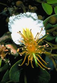 Image result for Bobgunnia madagascariensis