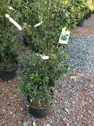 We did not find results for: Ilex X Aquipernyi Meschick Holly Dragon Lady 5 Behmerwald Nursery