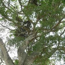 Image result for Ficus obliqua