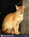 Burmese cat - Wikipedia