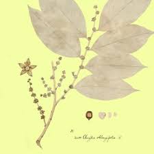 Image result for Clutia hirsuta