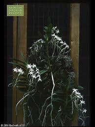 Image result for Rangaeris