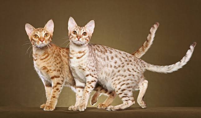 Mga resulta ng larawan para sa Ocicats breed , Lavender Chocolate Ocicats"