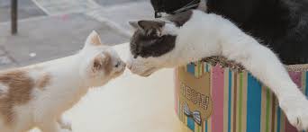 New york cafe was the first institution of its kind in america. 3 Cool Cat Cafes In Nyc I Love The Upper West Side