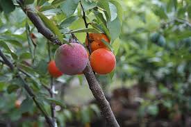 Daleys fruit tree nursery in winter stocks a range of scion wood that you can use to spice up certain plants that you may already be growing just search our site for scion wood. Sculptor Sam Van Aken S Tree Of 40 Fruit Syracuse Edu