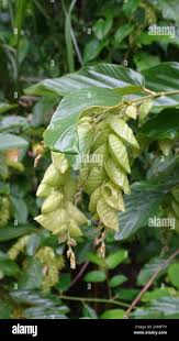 Image result for Flemingia strobilifera