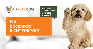 They love going on road trips, to the pet store, and other stores where there are people. Cockapoo Dogs And Puppies For Sale In The Uk