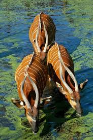 Pin By Daniel Allende On Amazing Animals Animals African Animals Cute Animals