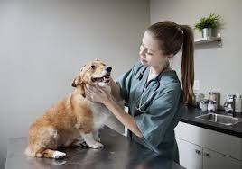 A veterinary assistant is a staff whose role is to assist the veterinarian in administering care to animals and also assist owners of pets brought to the clinic in answering their various questions and concerns. Veterinary Assistant Job Description Salary Skills More