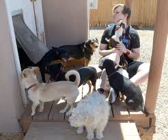 Maybe you would like to learn more about one of these? Watermelon Mountain Ranch Takes In Abq Dogs For Adoption Albuquerque Journal