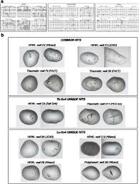 Oplosmiddelen en andere additieven in bestrijdingsmiddelen op basis van glyfosaat kunnen de toxische eigenschappen versterken. Tracking Crystallophore Nucleating Properties Setting Up A Database For Statistical Analysis Biorxiv