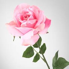 Check spelling or type a new query. Smycka Artificial Flower Rose Pink Online Or In Store Ikea